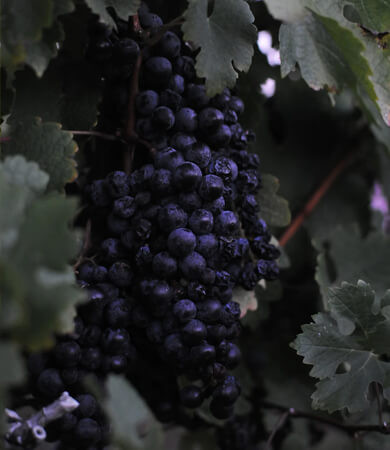 Cabernet Sauvignon mini