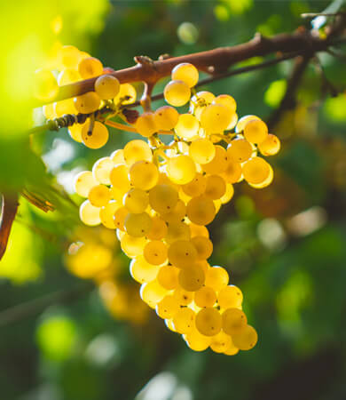 Biele víno bez histamínu Chardonnay. Odroda Chardonnay Biele hrozno.